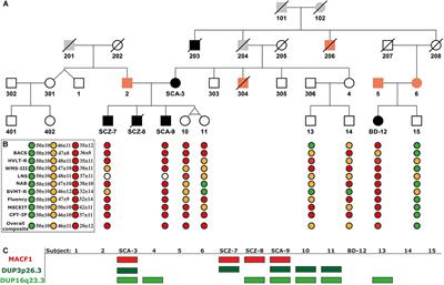 Familial Psychosis Associated With a Missense Mutation at MACF1 Gene Combined With the Rare Duplications DUP3p26.3 and DUP16q23.3, Affecting the CNTN6 and CDH13 Genes